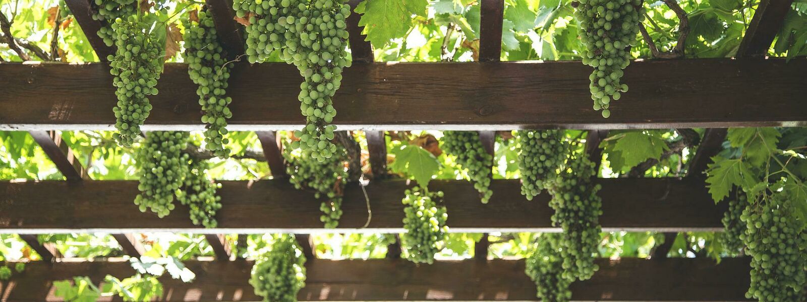 The Vine and the Branches